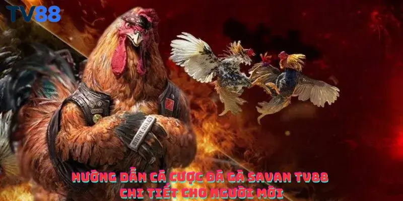 Hướng dẫn cá cược đá gà Savan TV88 chi tiết cho người mới