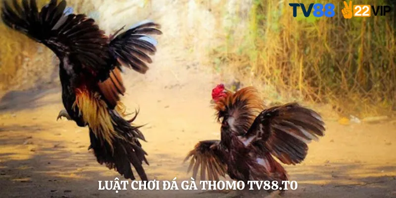 Luật Chơi Đá Gà Thomo TV88.to