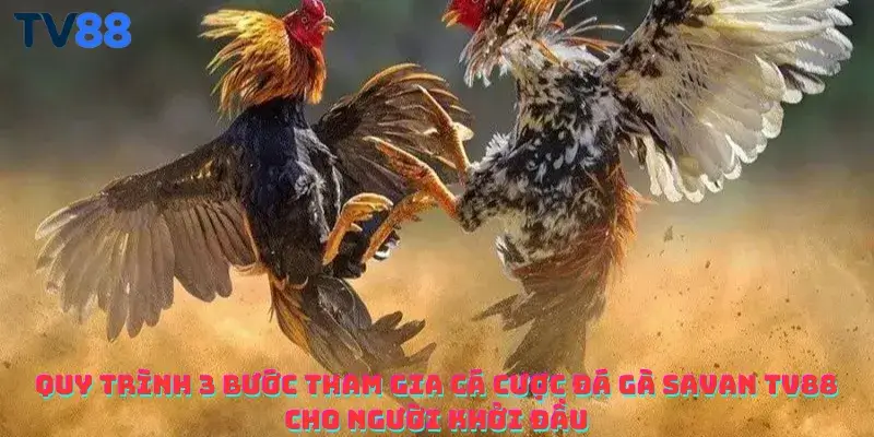 Quy trình 3 bước tham gia cá cược đá gà Savan TV88 cho người khởi đầu