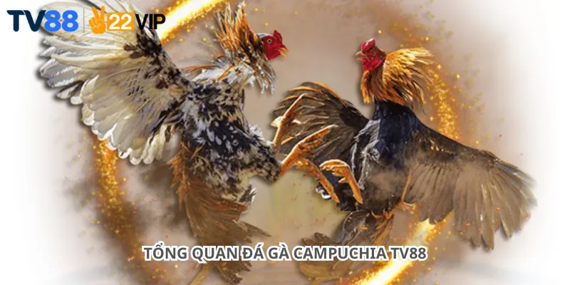Tổng quan đá gà Campuchia Tv88
