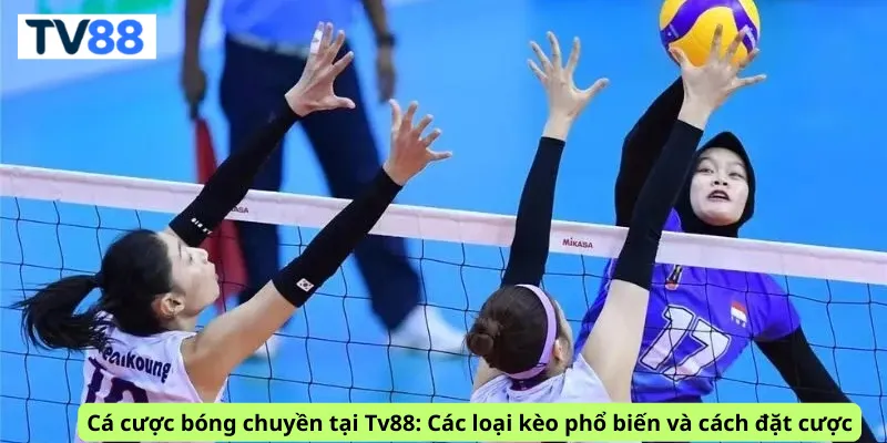 Cá cược bóng chuyền tại Tv88: Các loại kèo phổ biến và cách đặt cược